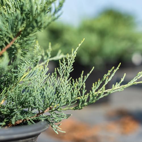 Grey Owl Juniper Evergreen Groundcover Shrub K772