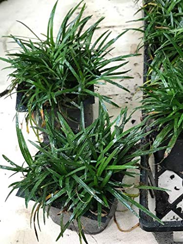 Dwarf Mondo Grass Live Plants, Shade Loving Evergreen Ground Cover Z1402